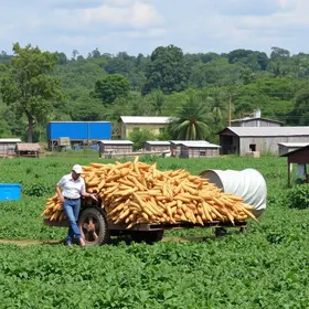 fábrica de fécula de mandioca