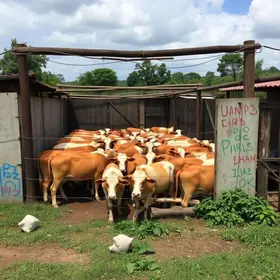 abatedouro clandestino de animais