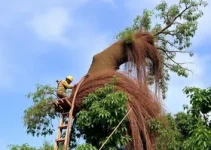 retirada de árvores em Parnaíba