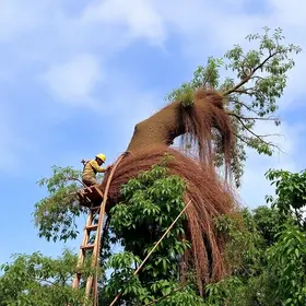 retirada de árvores em Parnaíba