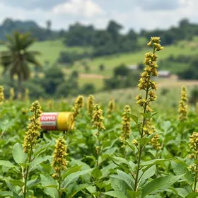 planta do Piauí