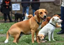 ações públicas para animais abandonados